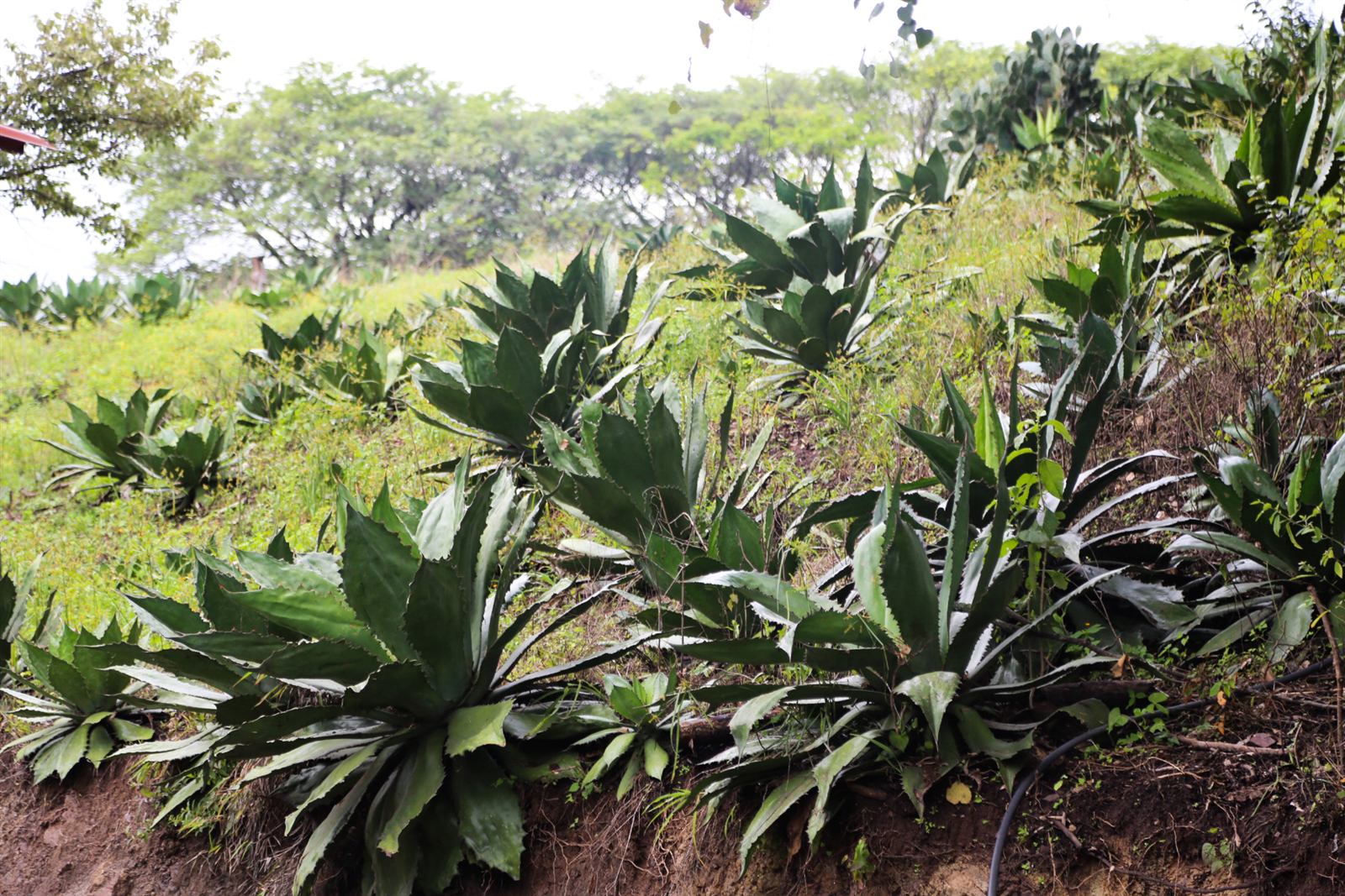 Selección de piñas de agave en el campo