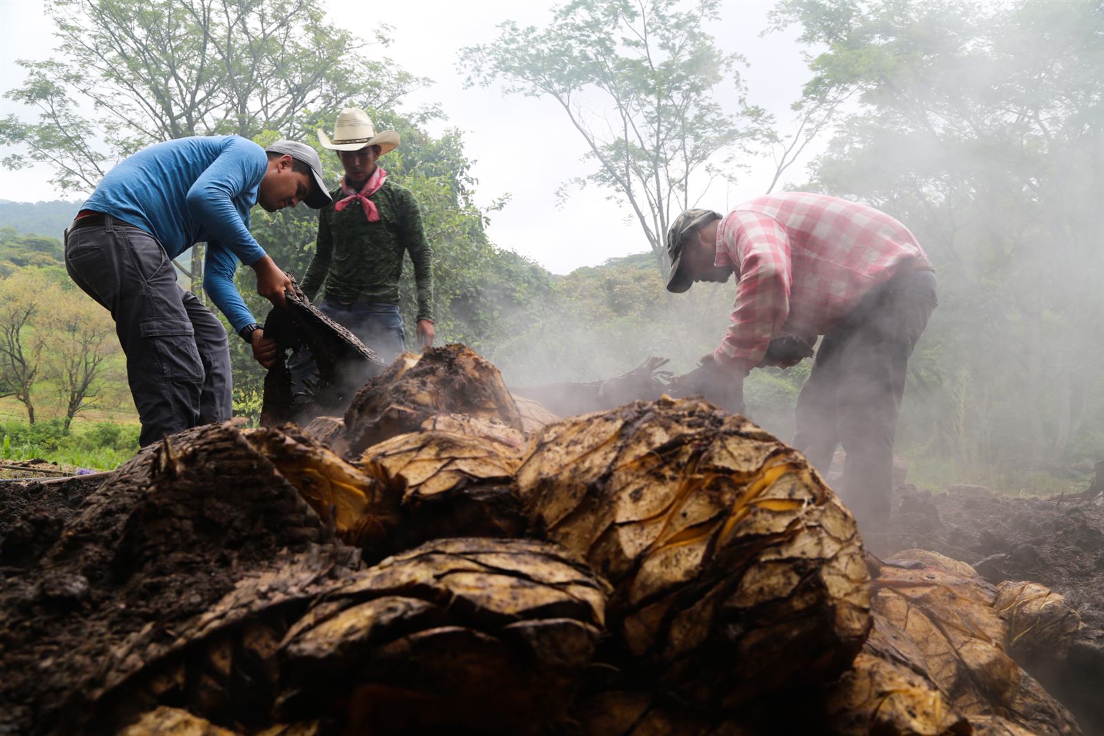 Piñas de agave recién horneadas, saliendo del horno de tierra