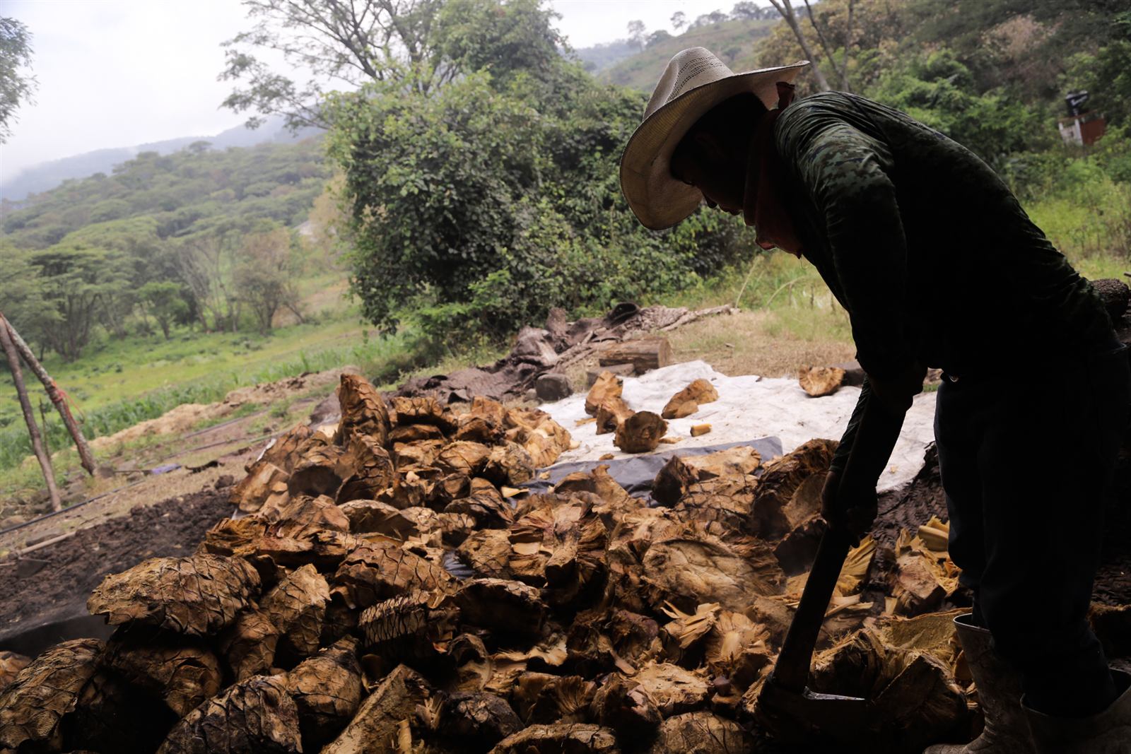 Piñas de agave cocidas, listas para fermentar