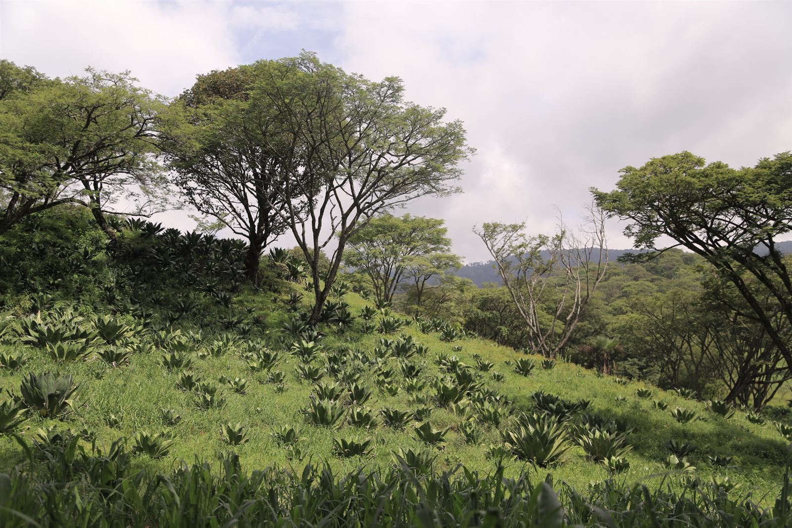 Plantación silvestre de agave en la ladera