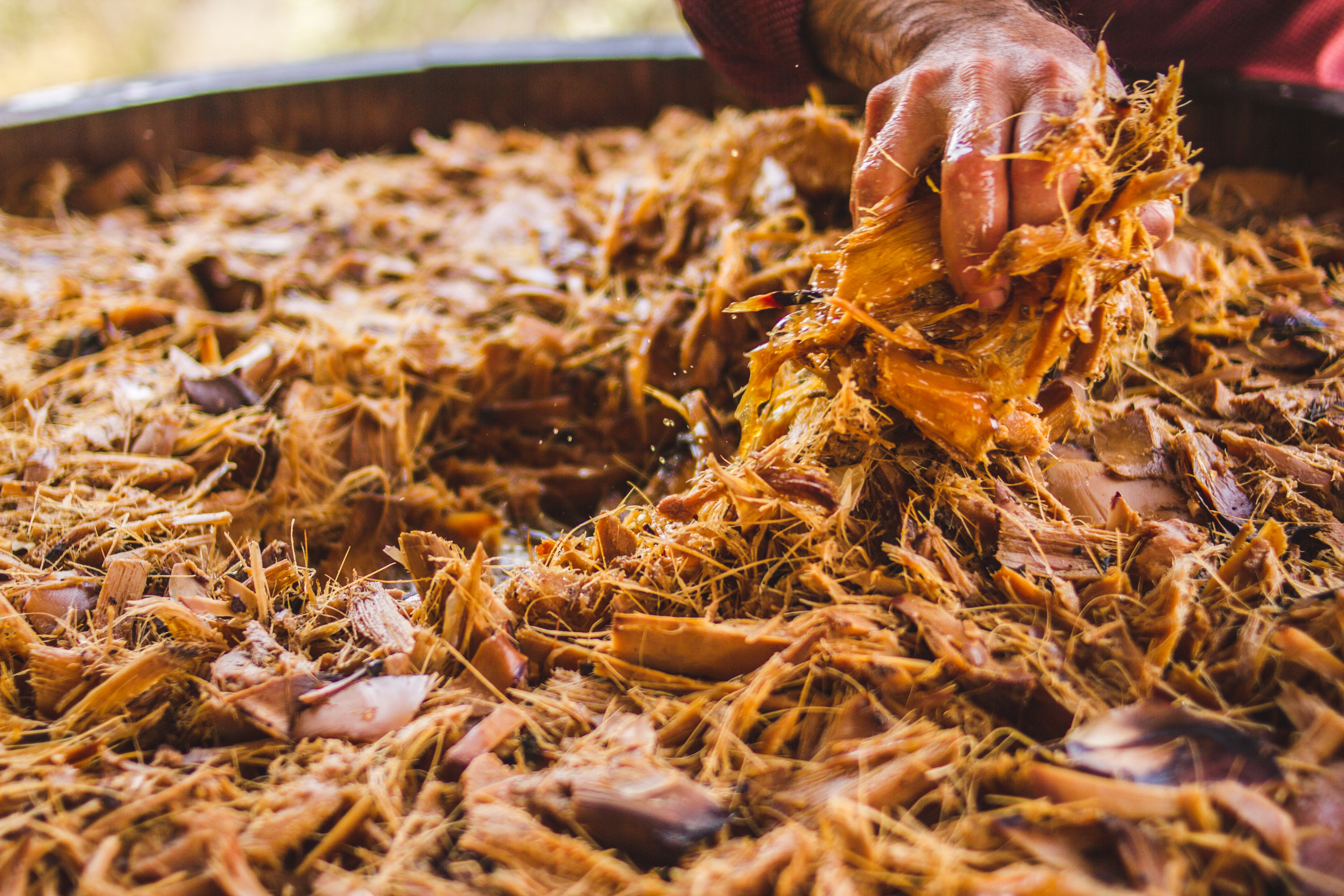 Fibras de agave fermentando