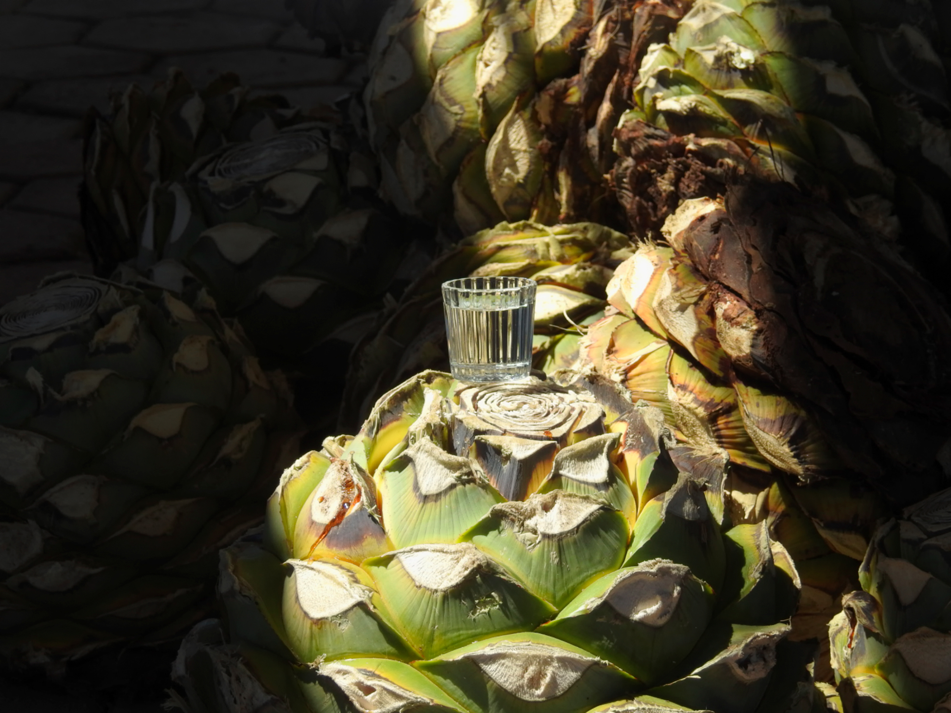 Mezcal sobre piñas de agave