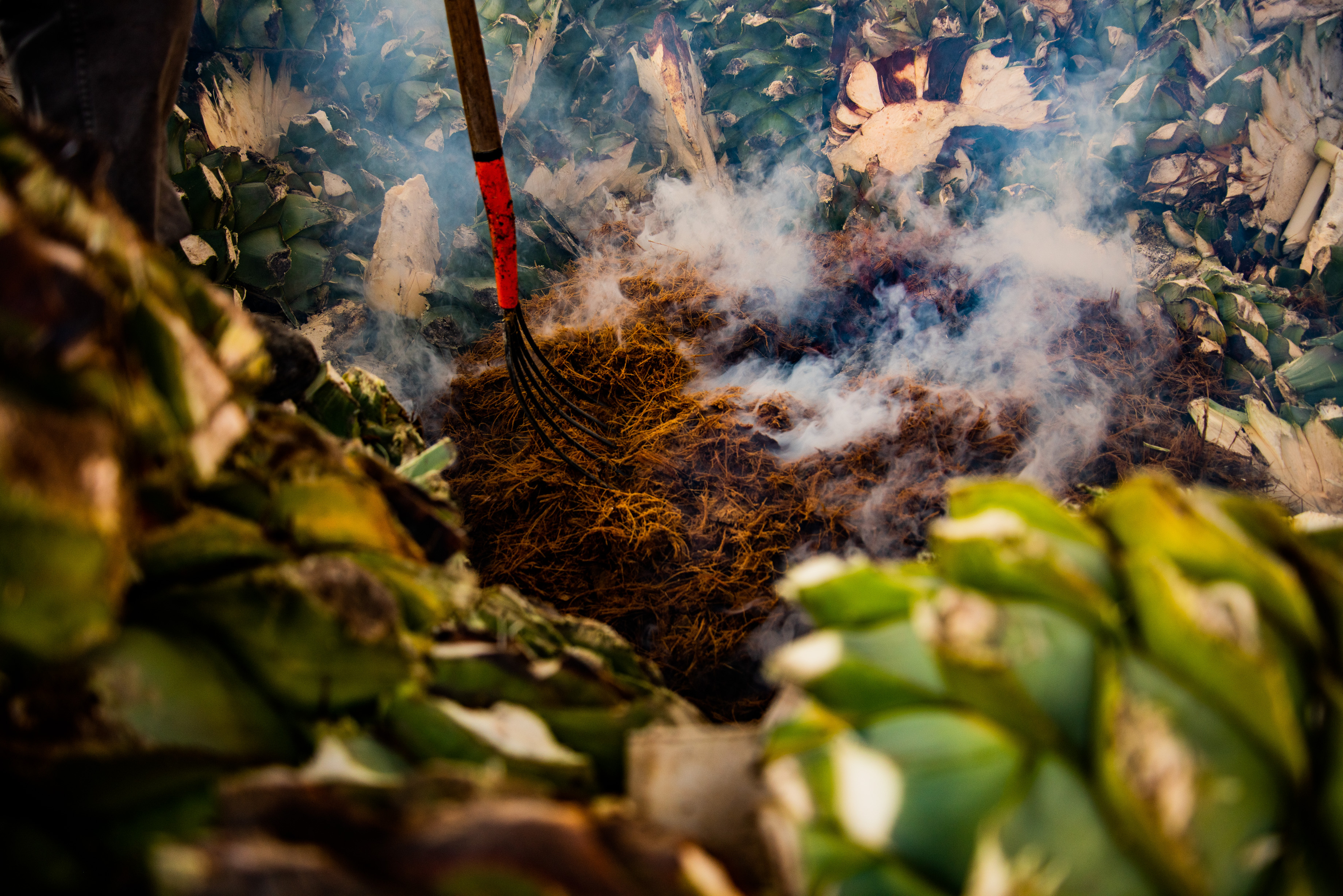 Selección de agave con humo